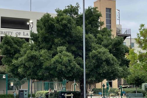 拉文大学